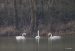 3-Cygne chanteur | Cygnus cygnus | Whooper Swan